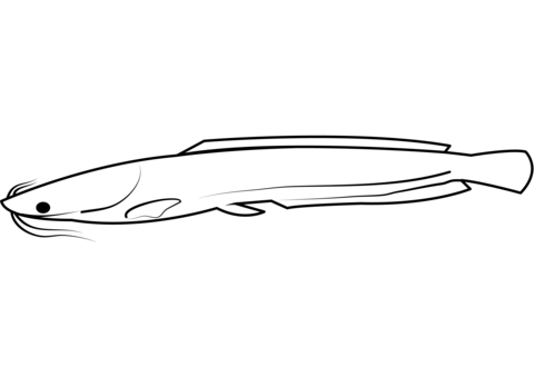 Walking Catfish (Clarias Batrachus) Coloring Page